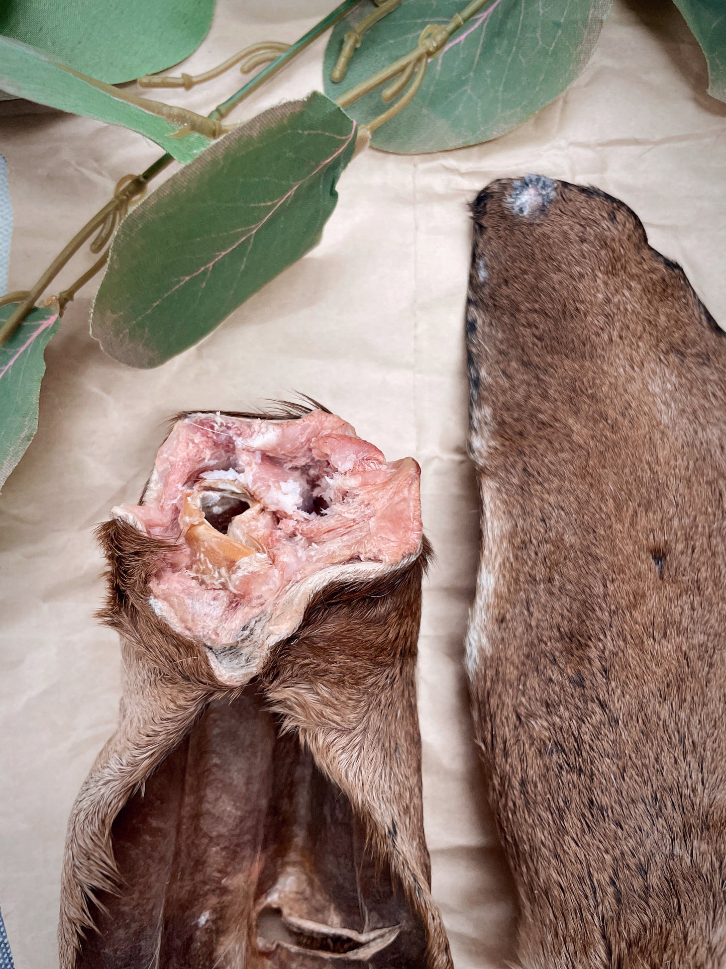 Goat Ear (With Fur) - 1 pc