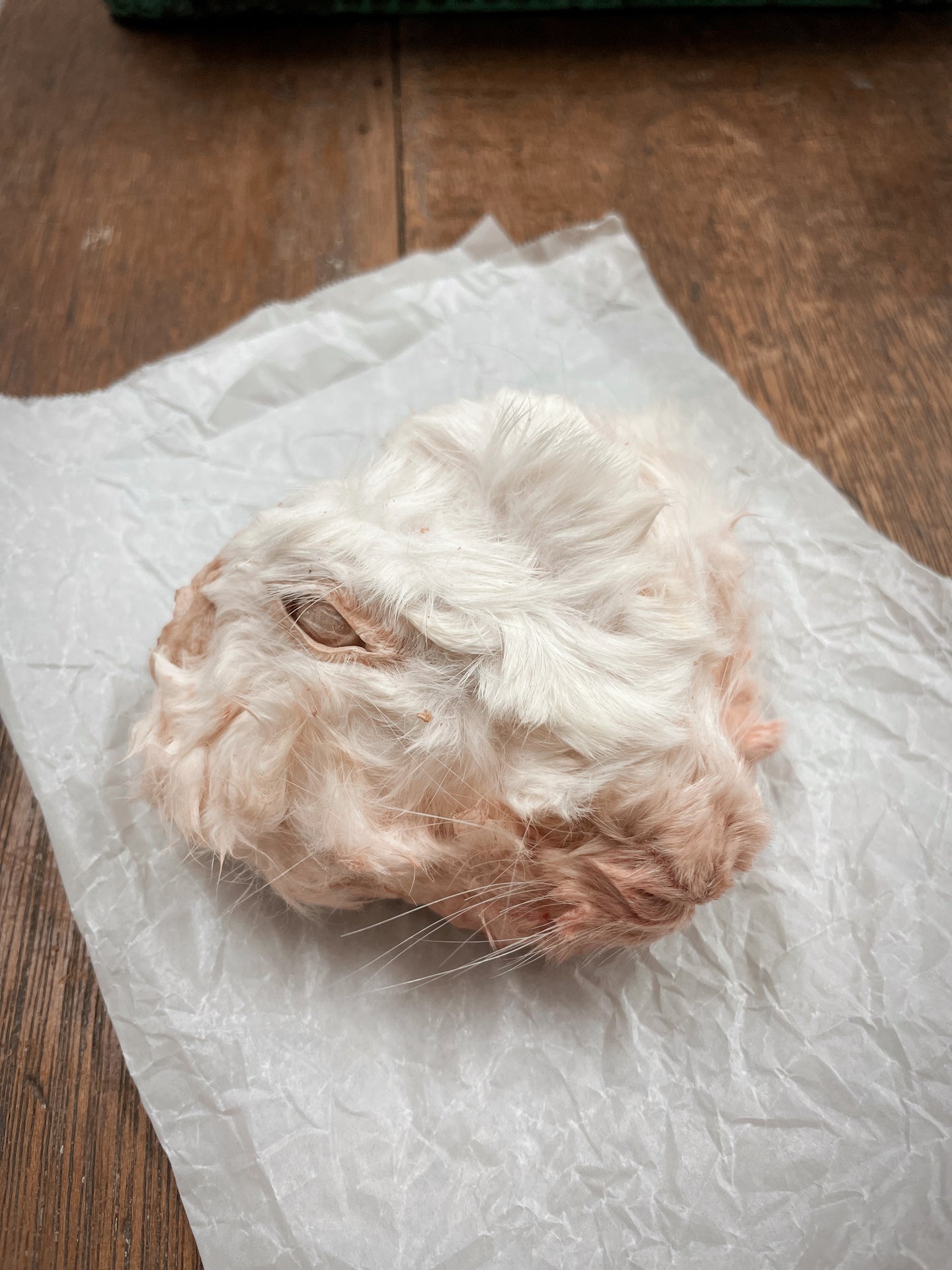 Rabbit Head With Fur - 1 pc